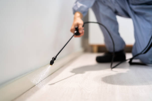 Licensed Wasp Control service in Cuyahoga Falls, OH - Nex Pest Control